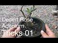 Adenium Tricks 01 | How to force Desert Rose to grow more branches