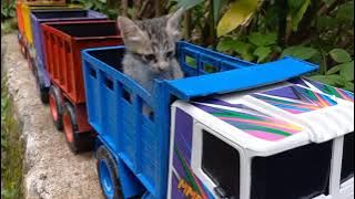 Si Manis Kucing Lucu Naik Truk Gandeng Panjang Nemu Mainan