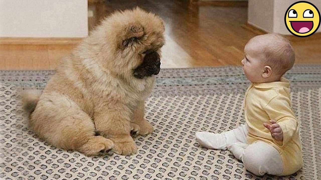 🤣 «Пушистые няньки — собаки заботятся о малышах!»🐕💖