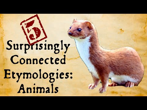 Animals: Surprisingly Connected Etymologies