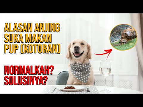 Video: Apa yang dimakan kotoran anjing?