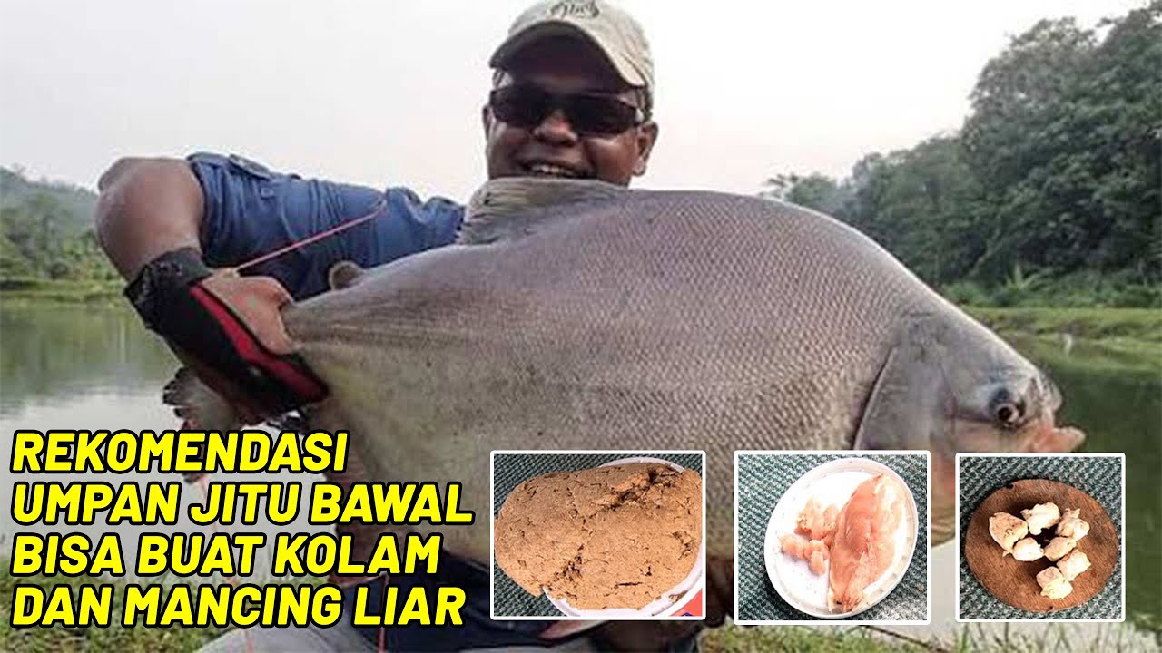 UMPAN IKAN BAWAL KOLAM HARIAN || Langsung coba
