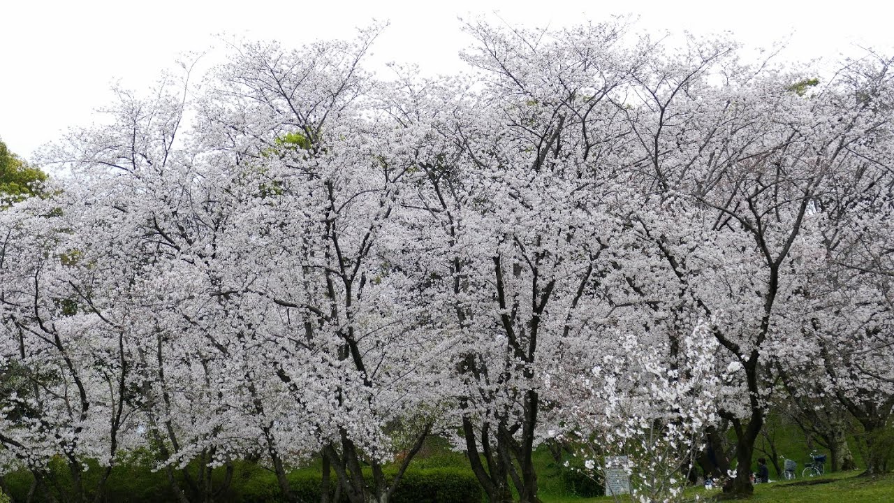 大泉緑地の桜 ２０２０年４月２日 Youtube