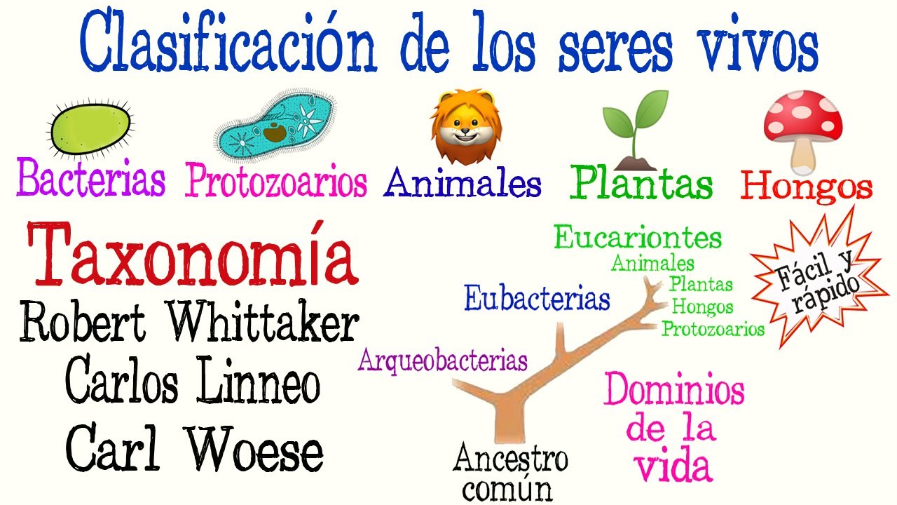 🌿5 Reinos y 3 Dominios de la Vida🐠 | Clasificación de los seres vivos|  [Fácil y Rápido] | BIOLOGÍA | - thptnganamst.edu.vn