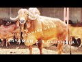 Arya Gir Bull Breeding To Kabari Gaumata| ARYAMAN GIR GAUSHALA