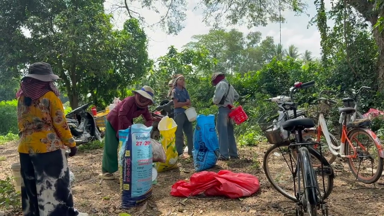My mother and I spent the day harvesting fresh chili peppers near the riverbank