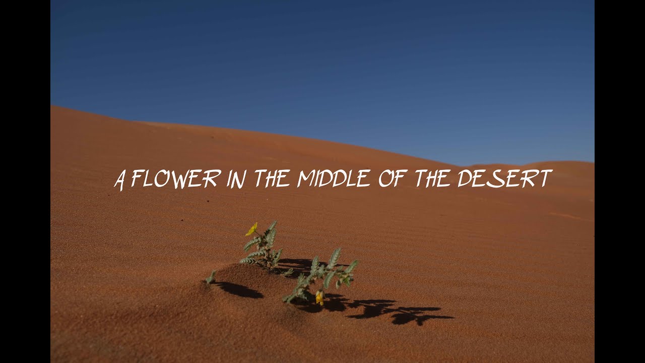 A Flower in the middle of the Desert YouTube