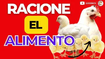 ¿Cuántas veces al día debo alimentar a los pollos?