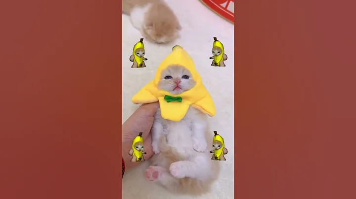 【小奶猫成长记】谁不想拥有一只香蕉小猫呢 #独生子的日常 - 天天要闻