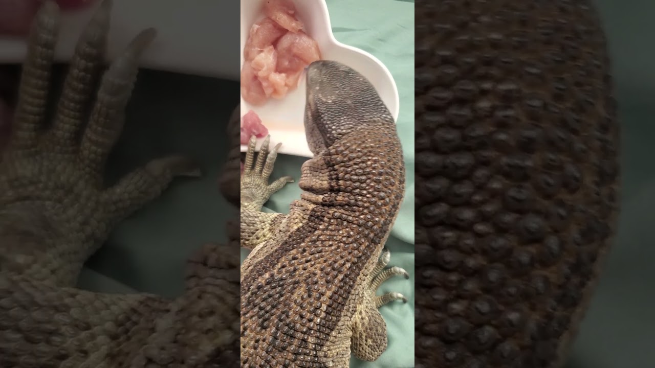 White Throat Monitor 