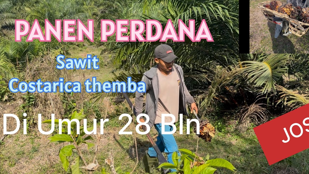 ❣️PART:1✴️PANEN PERDANA SAWIT COSTARICA THEMBA DI UMUR 28 BLN TANAM 