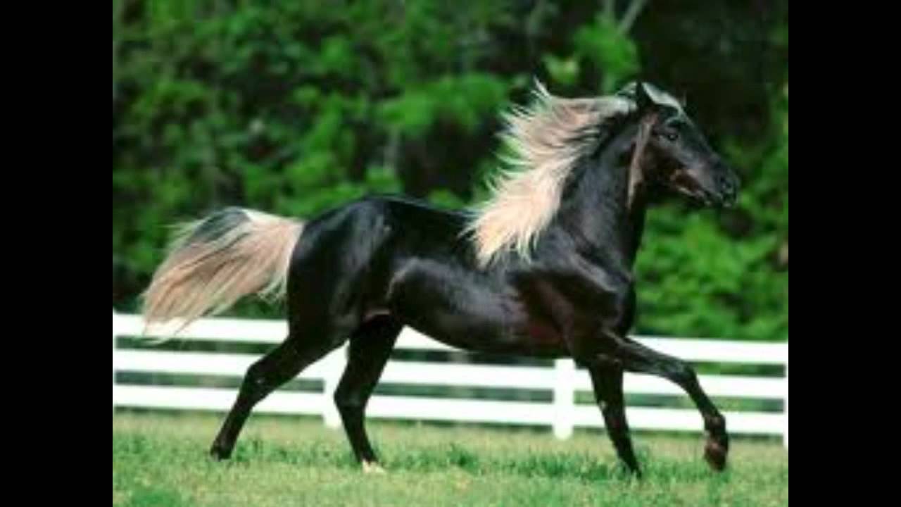 HISTORIA DEL CABALLO YouTube HISTORIA DEL CABALLO YouTube