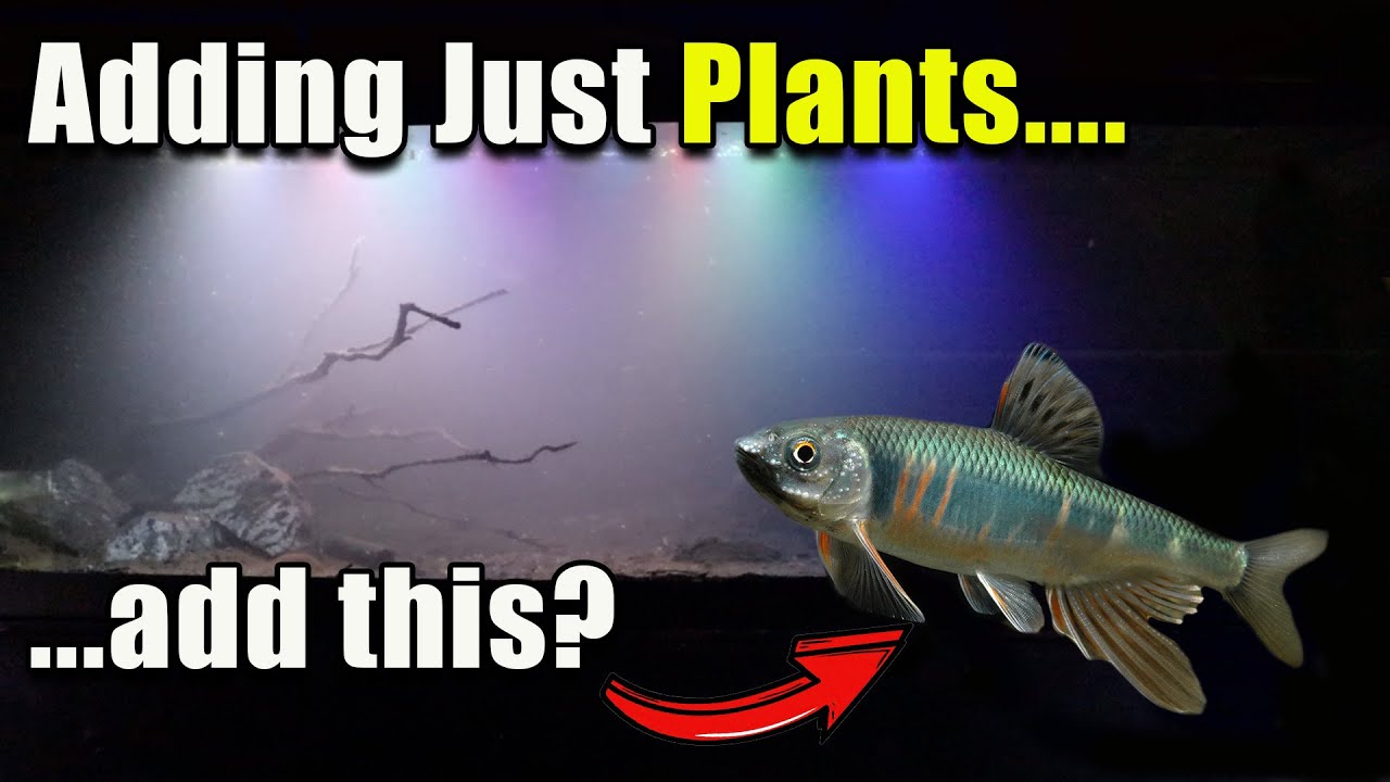 Can We Fix This Tank WIth Just Plants and a Rare Fish? - YouTube