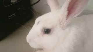 bunny doesn't want any Distrubance | Healthy and happy bunny behaviour