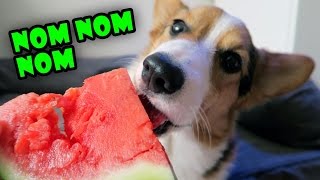 Corgi Dog Trying Fruit for the 1st Time is Strangely Satisfying by Great Gatsby the Corgi 3,439,105 views 8 years ago 3 minutes, 46 seconds