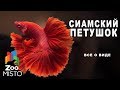 Cиамский петушок - Все о виде рыб | Рыба сиамский петушок