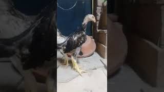 kingshamo chicks shamoAseelpakistan