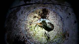 ψαρεμα eging fishing sepia DTD Egi Type Squid jig white killer orange buck 3.0