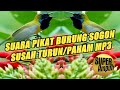 Sekali dengar pasti langsung turun ke pulut||mp3 pikat sogon