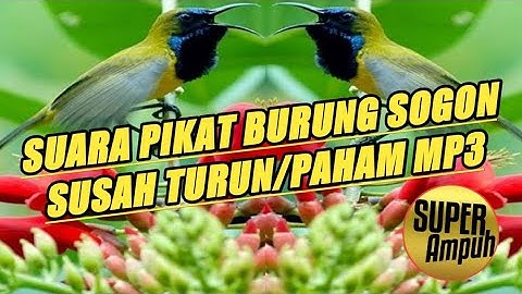 Sekali dengar pasti langsung turun ke pulut||mp3 pikat sogon
