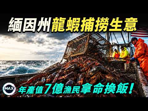 美國緬因龍蝦捕撈生意有多危險？一年撈起1億磅紅色黃金，產值最高7億美元，卻只能野捕不能養殖，背後是漁民拿命換飯！【Max解構世界】