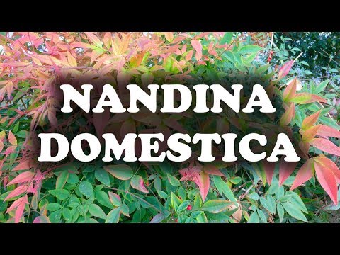 Vídeo: Como o Nandinas se espalha?