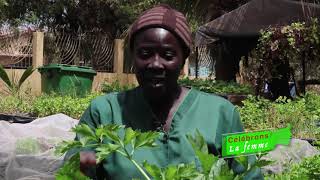 Reportage sur le micro jardinage avec Mme Ouly Seck