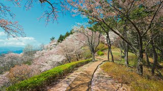[4K HDR] Maengbang Canola Flower Village Bonghwangsan Cherry Blossom Mountain in Samcheok City Korea