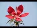 2013年 さよならの夏