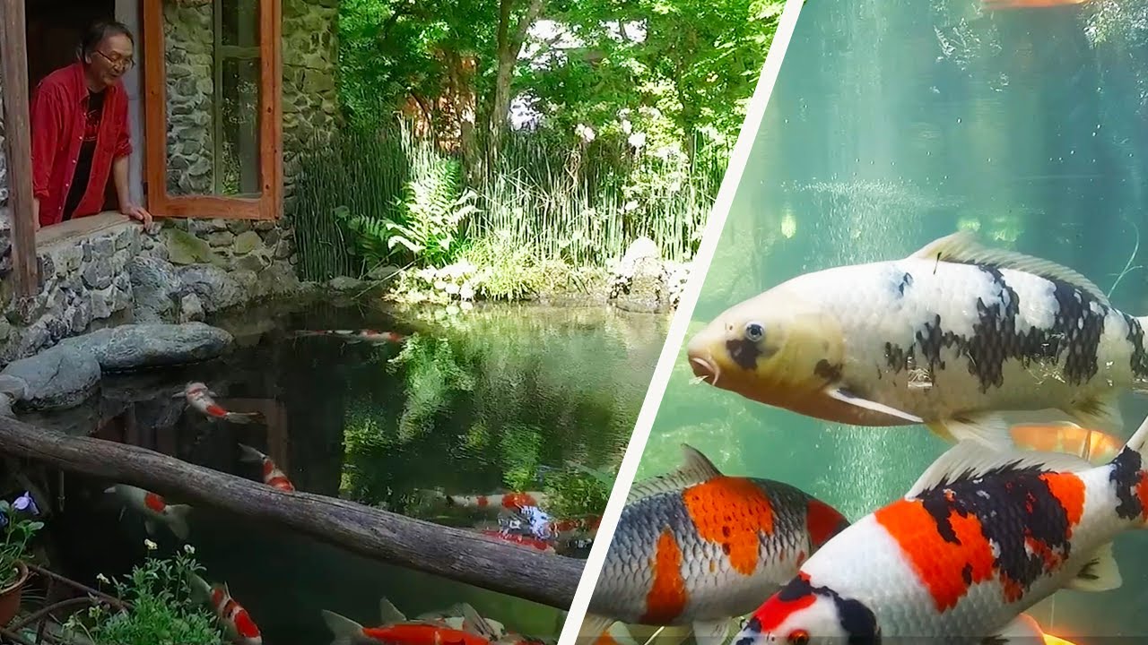 koi pond tour