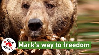 Six Months Since Bear Mark's Rescue | The Last Restaurant Bear in Albania