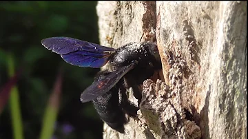 Ist die Blaue Holzbiene geschützt?