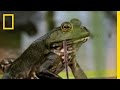 Bullfrogs eat everything  national geographic