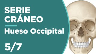 CRÁNEO 5/7 Hueso Occipital | Anatomía 💀