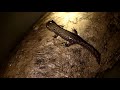coastal giant salamander