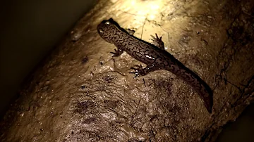 coastal giant salamander