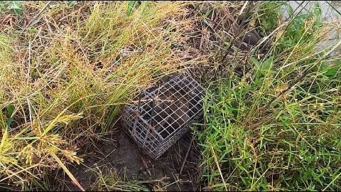 Bẫy Chuột mùa lũ chỉ còn bờ cao quá dễ chạy #đồngcárô