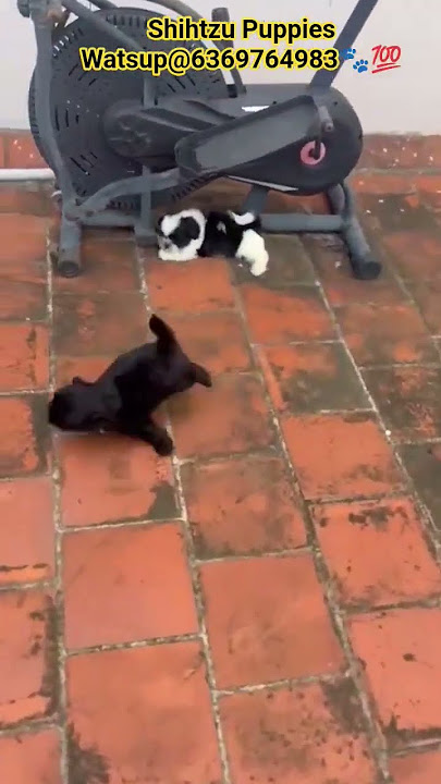 Shihtzu Puppies available@6369764983#shihtzudog#shihtzupuppies#shihtzu#pets#viraldog#rabiesbitefree🐾