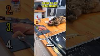 Ranking the Best Animal Moments Ever 🐶😂 Net Worth