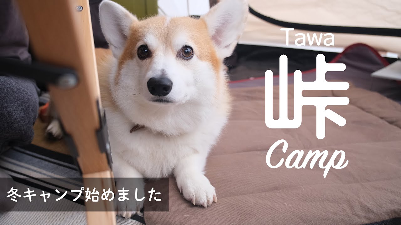 【犬とキャンプ】峠tawaキャンプ場でお座敷スタイルキャンプ（奈良）
