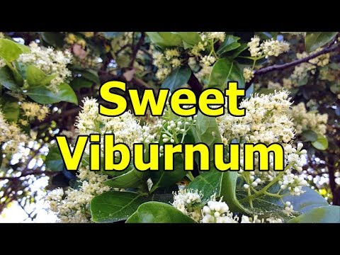Video: David Penyebaran Viburnum: Menjaga Viburnum Davidii Dalam Landskap
