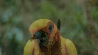 🦜 O LINDO CANTO DA JANDAIA 🐦 JANDAIA CANTANDO NA NATUREZA