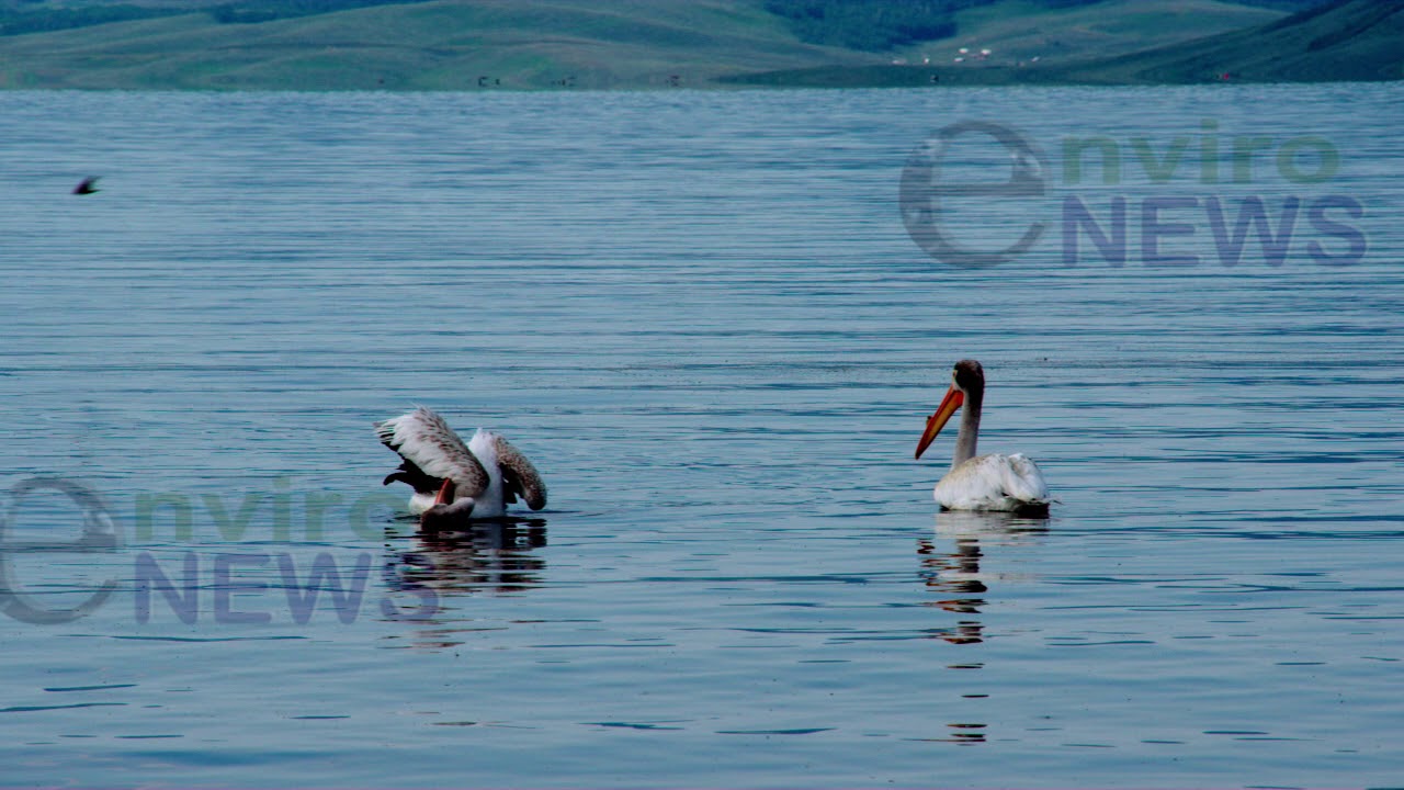 American White Pelicans in Slow-mo on Strawberry Reservoir in Utah Wilderness 6