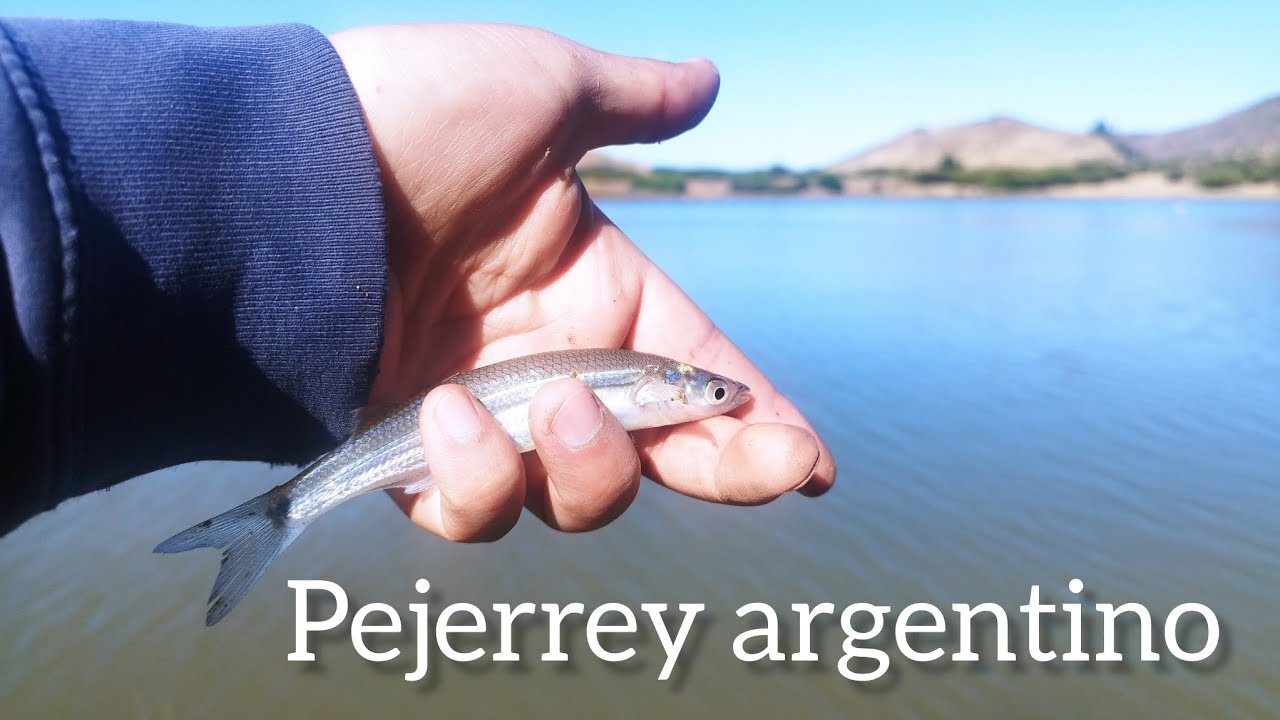 Pesca de Pejerrey Argentino en Chile PROBANDO CARNADAS