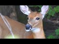 Mama deer and her grown up deer !