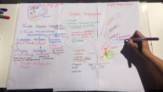 Mapa Mental- Morfologia Vegetal