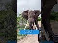 Czy Długość Życia Słonia Zależy Od Jego Zębów #shorts