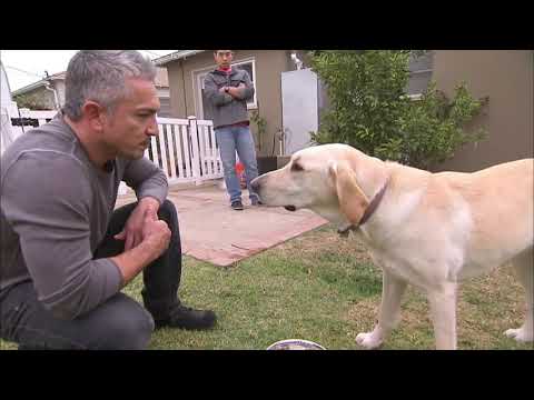 فيديو: تدريب الكلاب: فهم العظة المسمومة