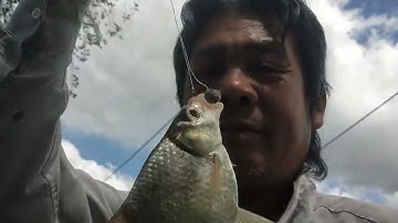 Câu cá sông thiên nhiên, câu cá mè vinh lên mè vinh khủng và lên cá tra sông thiên nhiên 