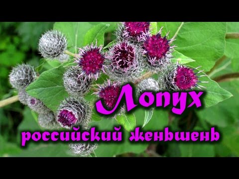 Лопух - российский женьшень